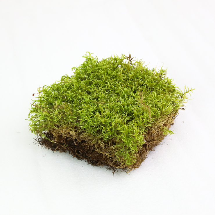 Natural Canadian Forest Moss - Revita-Moss (Pleurozium schreberi)