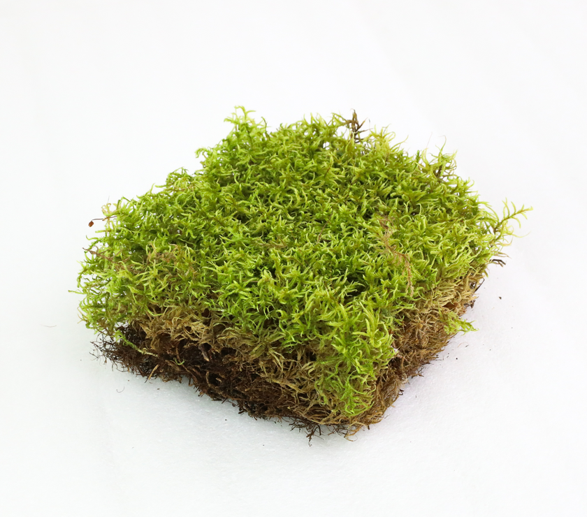 Natural Canadian Forest Moss - Revita-Moss (Pleurozium schreberi)