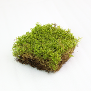 Natural Canadian Forest Moss - Revita-Moss (Pleurozium schreberi)