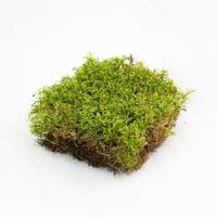 Natural Canadian Forest Moss - Revita-Moss (Pleurozium schreberi)