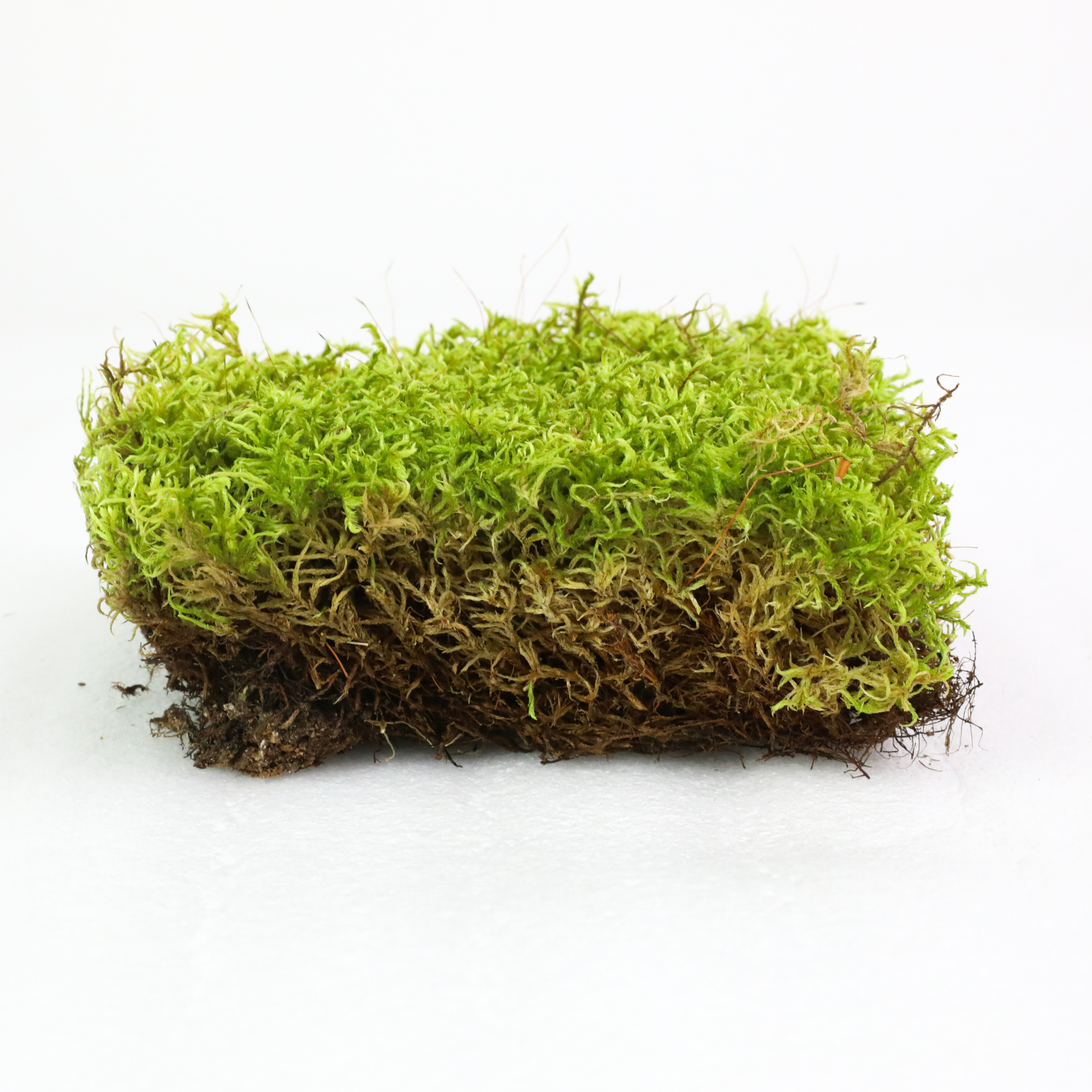 Natural Canadian Forest Moss - Revita-Moss (Pleurozium schreberi)