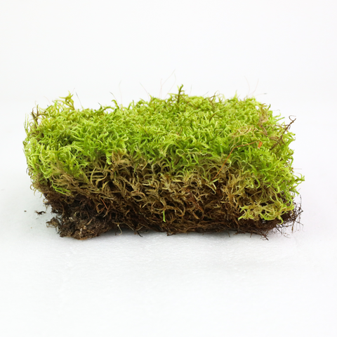 Natural Canadian Forest Moss - Revita-Moss (Pleurozium schreberi)