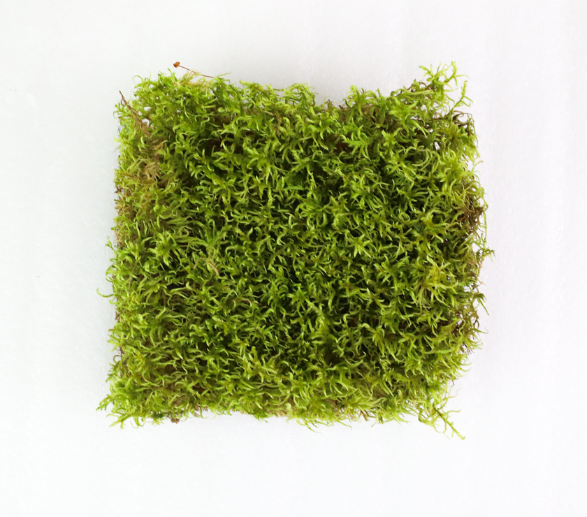 Natural Canadian Forest Moss - Revita-Moss (Pleurozium schreberi)
