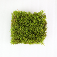 Natural Canadian Forest Moss - Revita-Moss (Pleurozium schreberi)