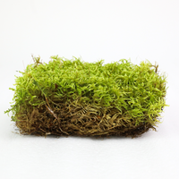 Natural Canadian Forest Moss - Revita-Moss (Pleurozium schreberi)