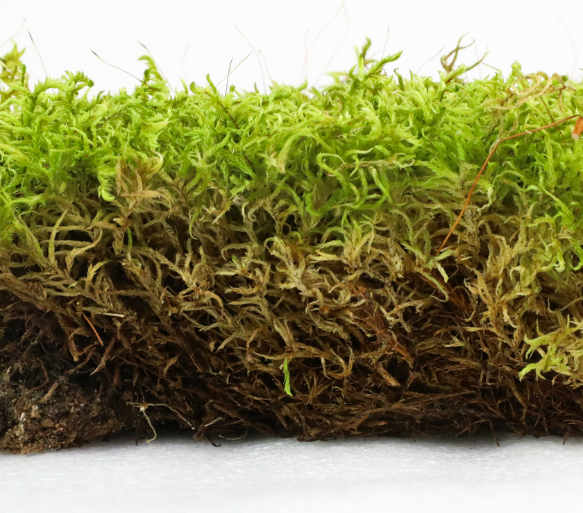 Natural Canadian Forest Moss - Revita-Moss (Pleurozium schreberi)