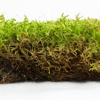 Natural Canadian Forest Moss - Revita-Moss (Pleurozium schreberi)