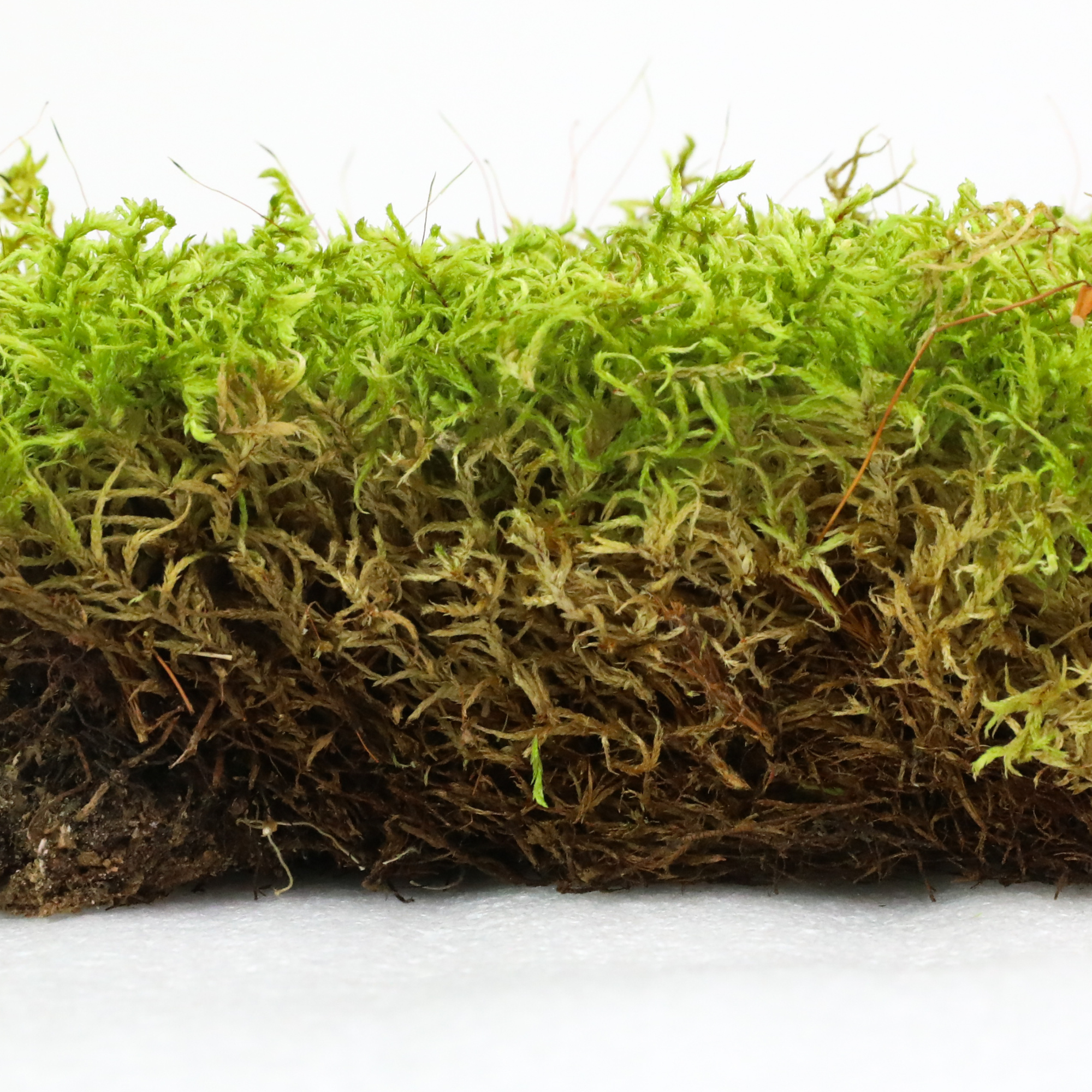 Natural Canadian Forest Moss - Revita-Moss (Pleurozium schreberi)