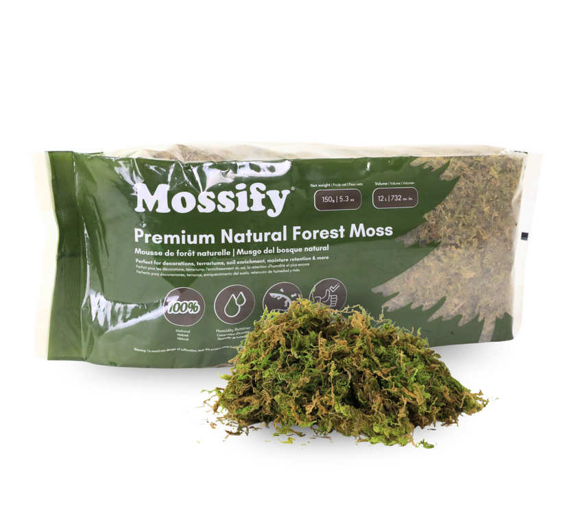 Premium Natural Forest Moss