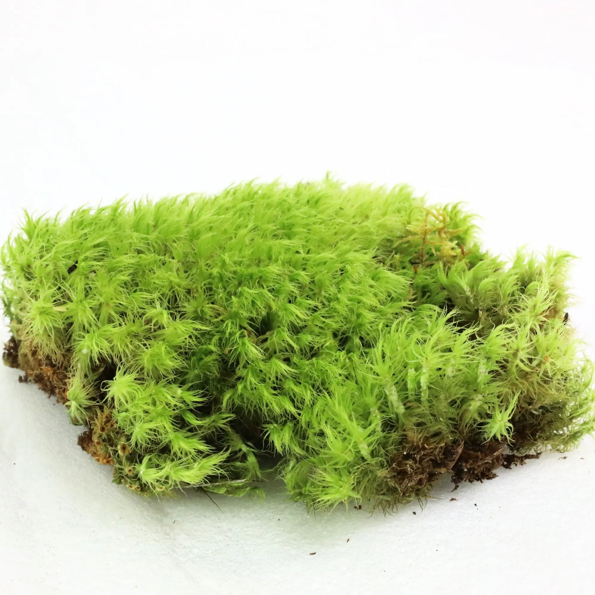 Mood Moss - Revita-Moss (Dicranum) Mossify product_type art-noise.myshopify.com mood-moss-revita-moss-dicranum Mood Moss - Revita-Moss (Dicranum) Mossify  art-noise.myshopify.com mood-moss-revita-moss-dicranum
