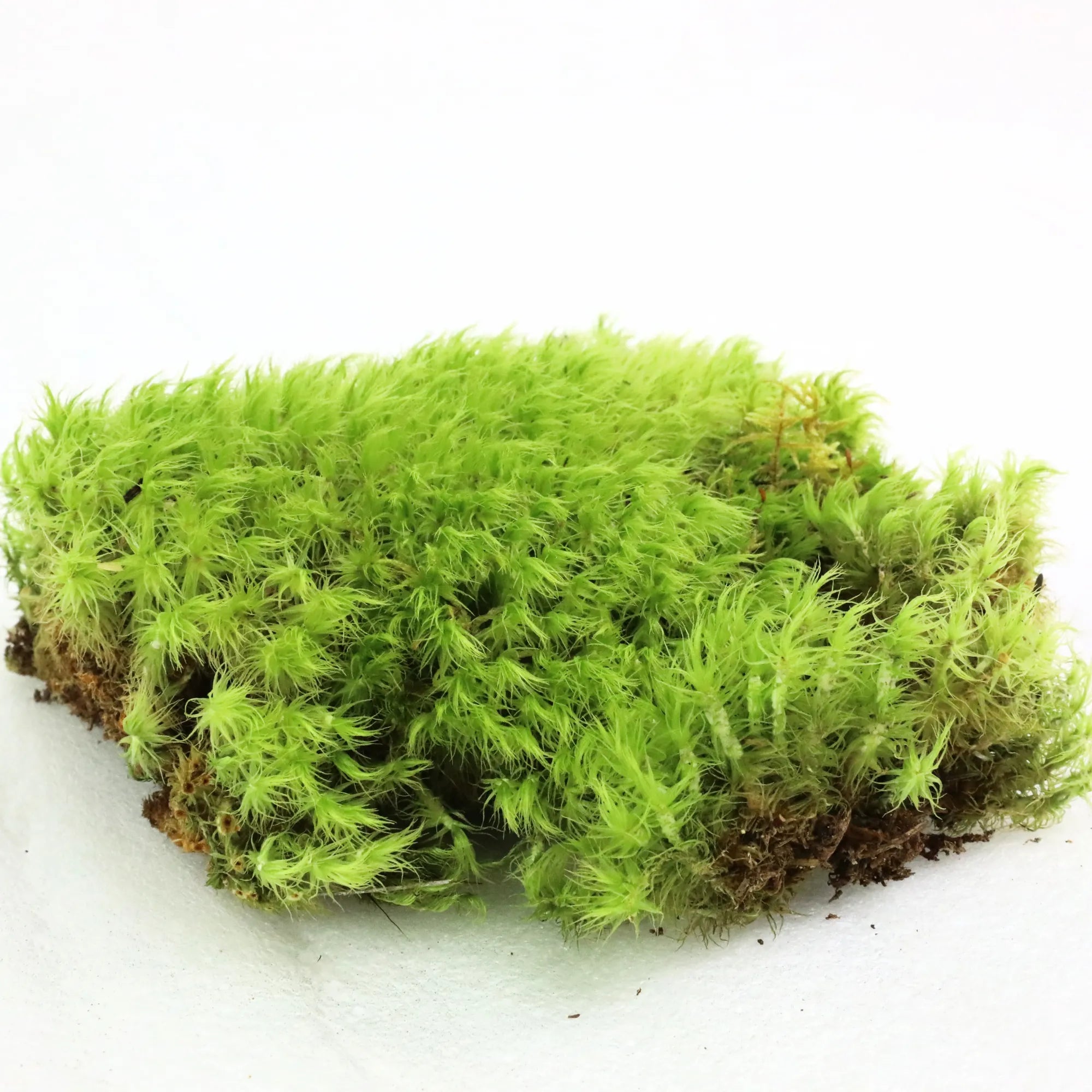 Mood Moss - Revita-Moss (Dicranum) Mossify product_type art-noise.myshopify.com mood-moss-revita-moss-dicranum Mood Moss - Revita-Moss (Dicranum) Mossify  art-noise.myshopify.com mood-moss-revita-moss-dicranum