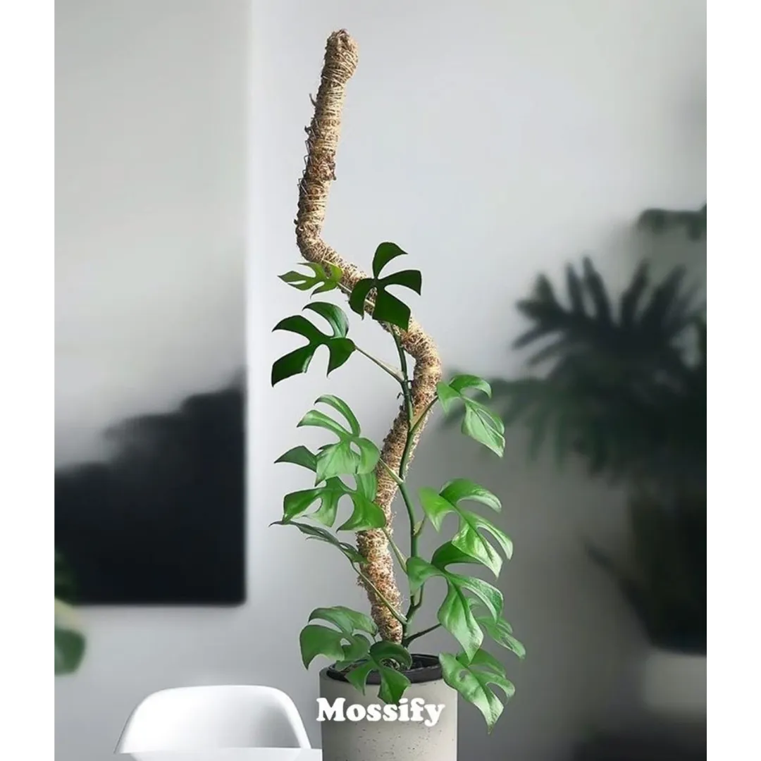  The Original Bendable Moss Pole™ - Best Seller (Pins Included) Mossify Accessories art-noise.myshopify.com the-original-bendable-moss-pole-best-seller-pins-included-1