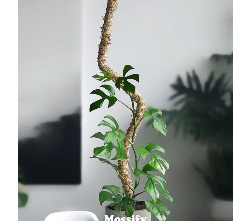 The Original Bendable Moss Pole™ - Best Seller (Pins Included)