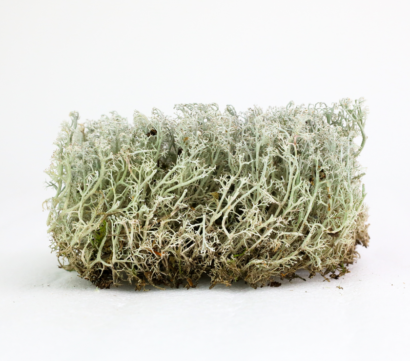 Lichen - Revita-Moss (Cladonia arbuscula)