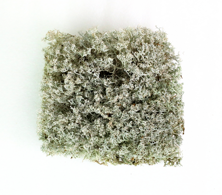 Lichen - Revita-Moss (Cladonia arbuscula)