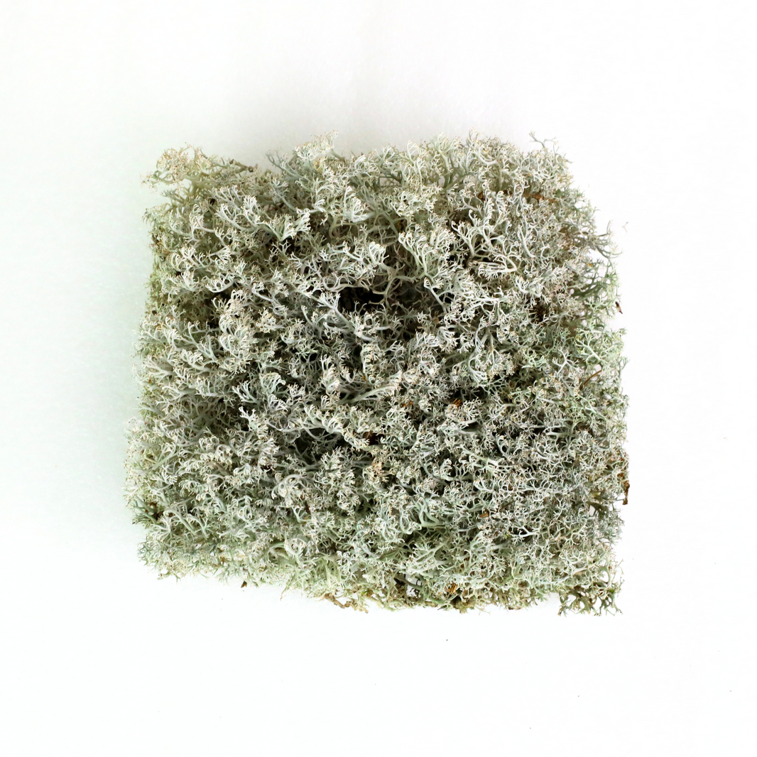 Lichen - Revita-Moss (Cladonia arbuscula)