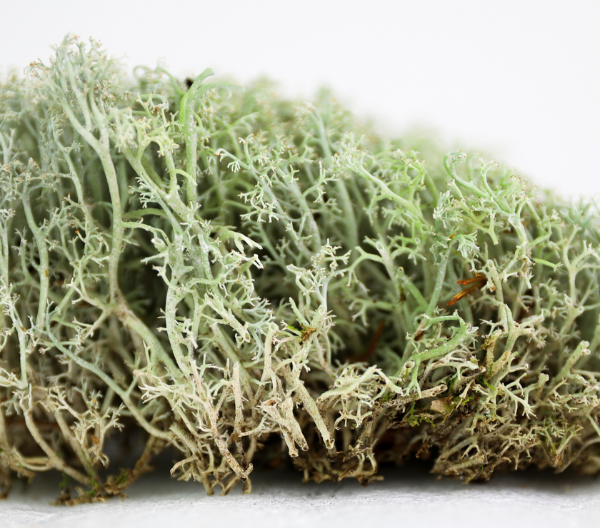 Lichen - Revita-Moss (Cladonia arbuscula)