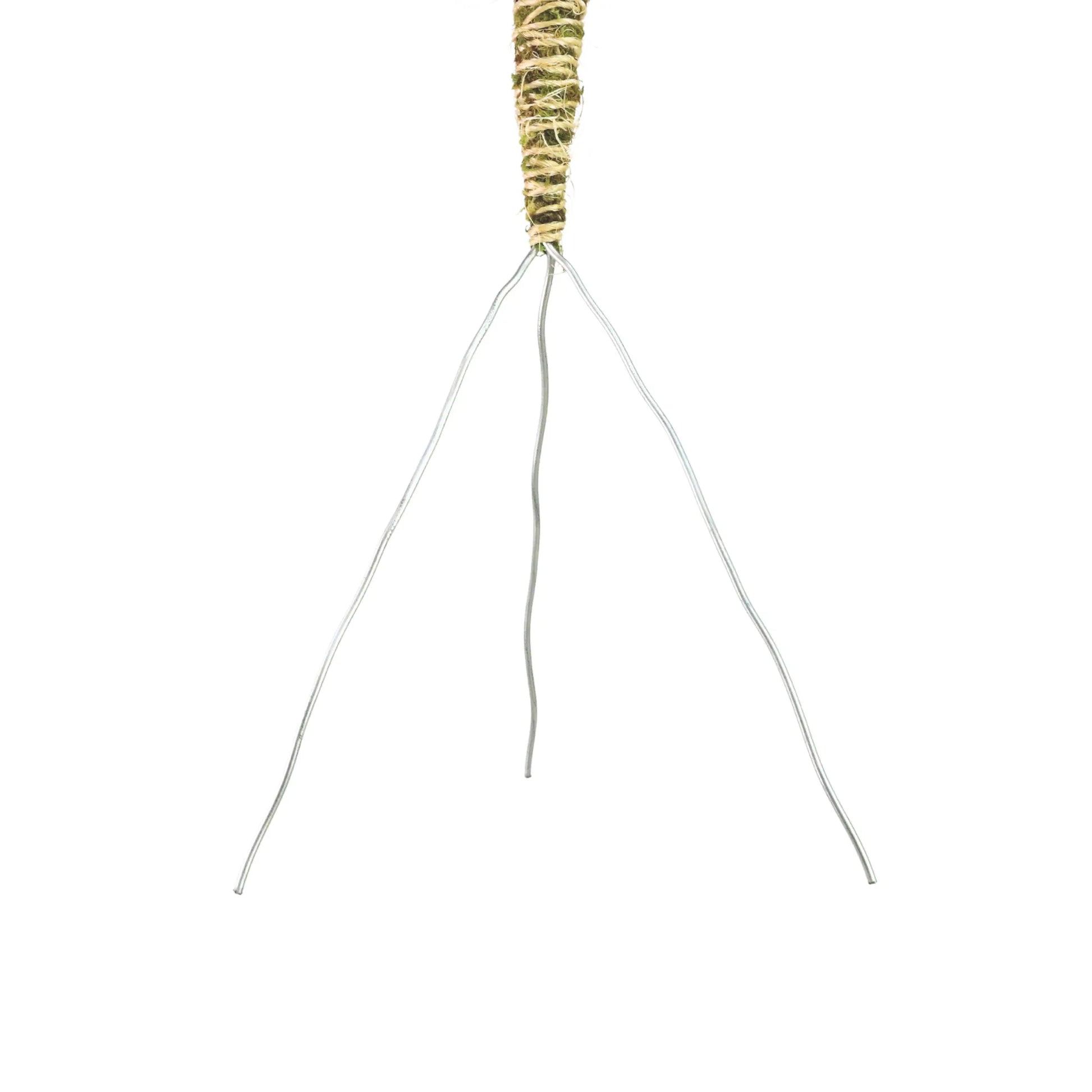 The Bendable Moss Pole™ 𝘛𝘏𝘐𝘕 Mossify Accessories art-noise.myshopify.com the-bendable-moss-pole™-𝘛𝘏𝘐𝘕 The Bendable Moss Pole™ 𝘛𝘏𝘐𝘕 Mossify Accessories art-noise.myshopify.com the-bendable-moss-pole™-𝘛𝘏𝘐𝘕