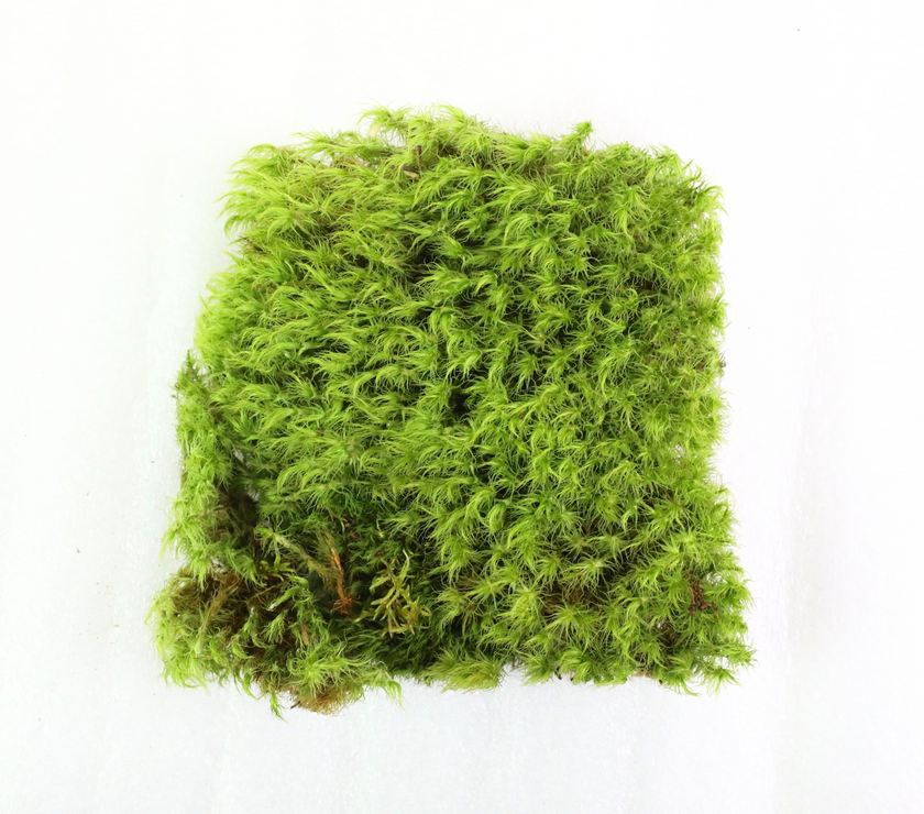 Mood Moss - Revita-Moss (Dicranum)