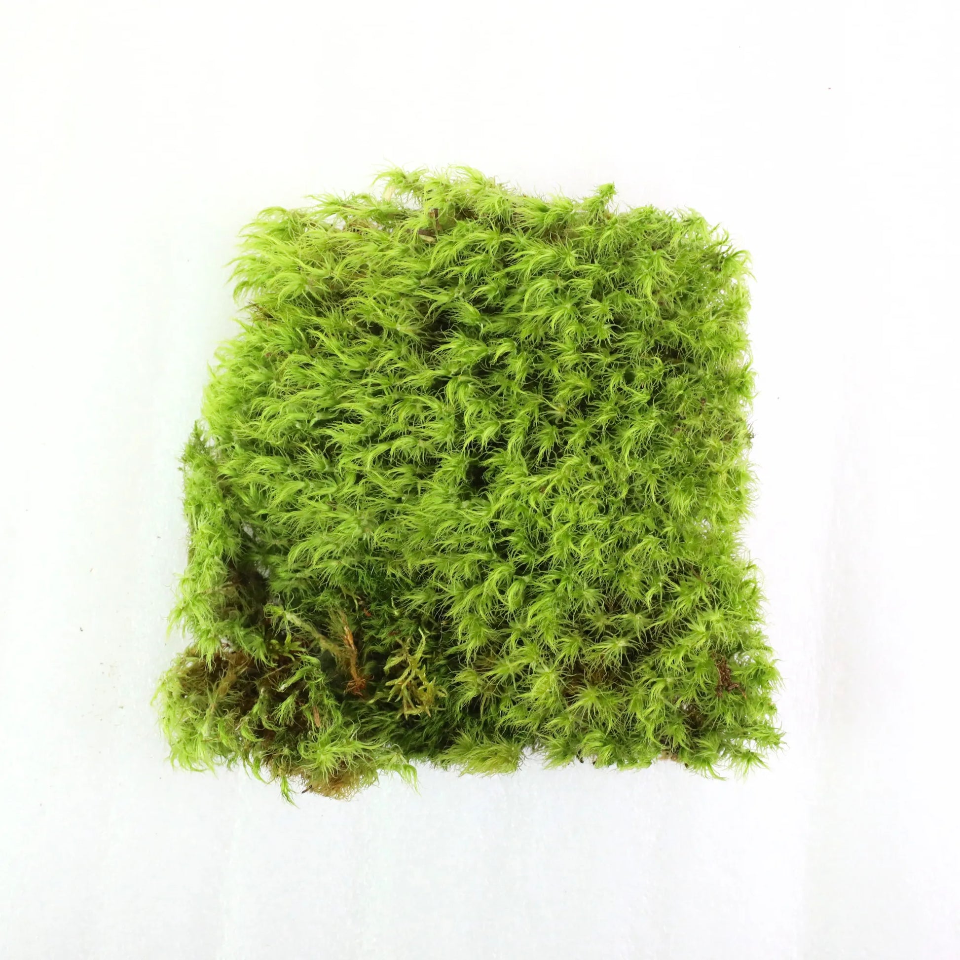 Mood Moss - Revita-Moss (Dicranum) Mossify product_type art-noise.myshopify.com mood-moss-revita-moss-dicranum Mood Moss - Revita-Moss (Dicranum) Mossify  art-noise.myshopify.com mood-moss-revita-moss-dicranum