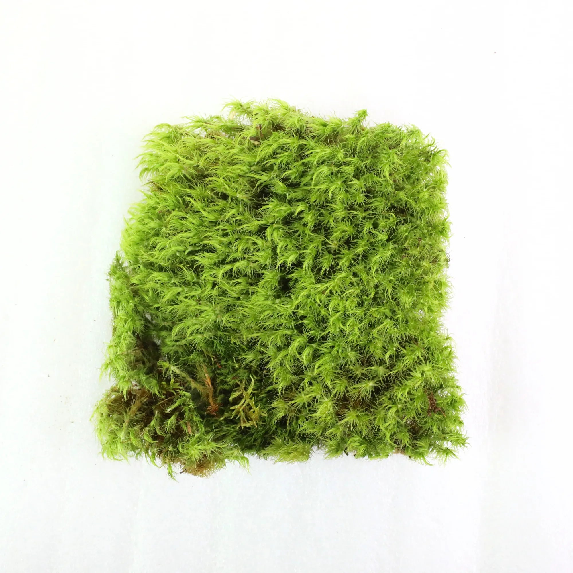 Mood Moss - Revita-Moss (Dicranum) Mossify product_type art-noise.myshopify.com mood-moss-revita-moss-dicranum Mood Moss - Revita-Moss (Dicranum) Mossify  art-noise.myshopify.com mood-moss-revita-moss-dicranum