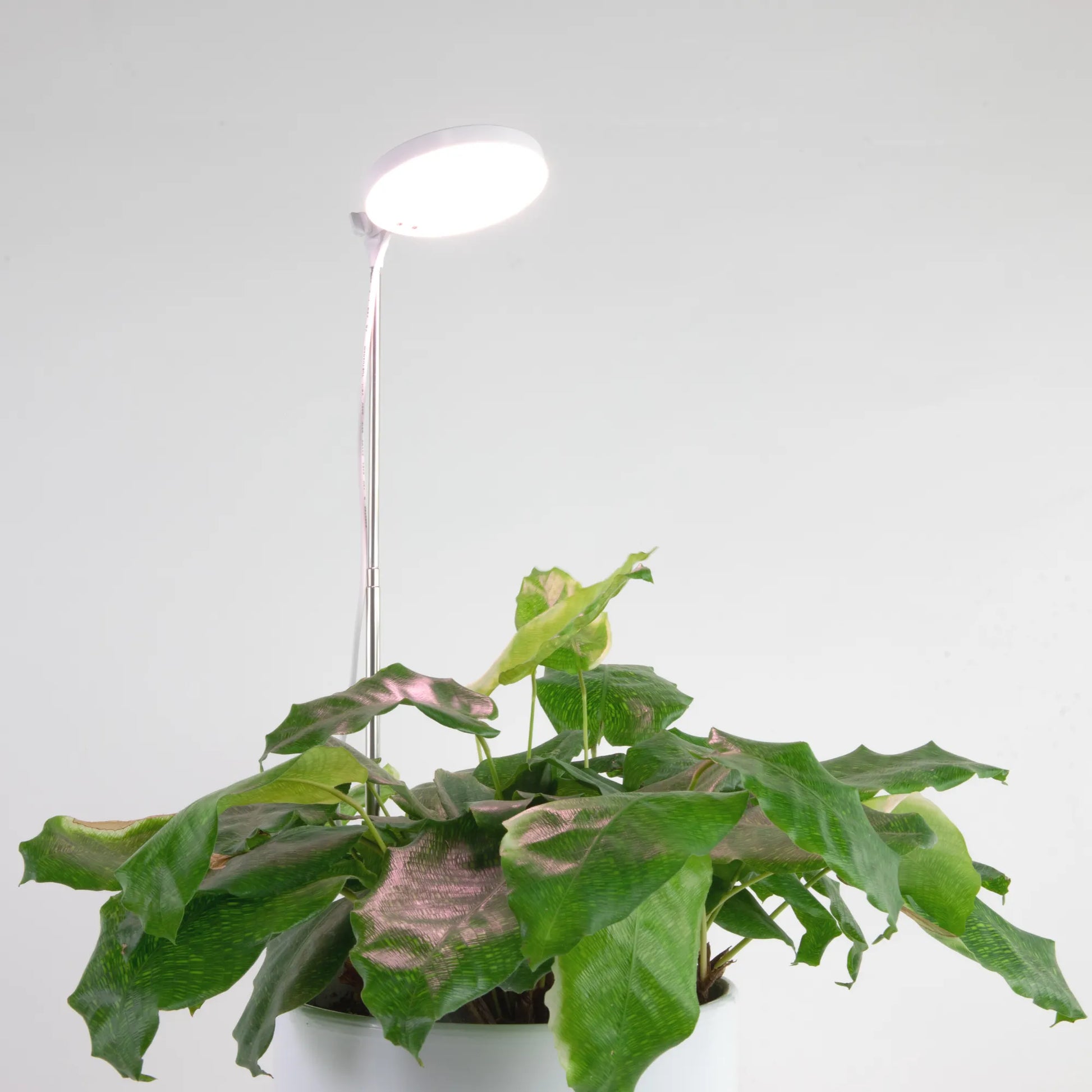 Adjustable LED Plant Light Mossify Accessories art-noise.myshopify.com adjustable-led-plant-light Adjustable LED Plant Light Mossify Accessories art-noise.myshopify.com adjustable-led-plant-light