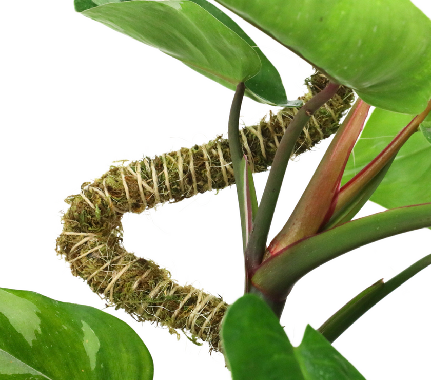 The Bendable Moss Pole™ 𝘛𝘏𝘐𝘕