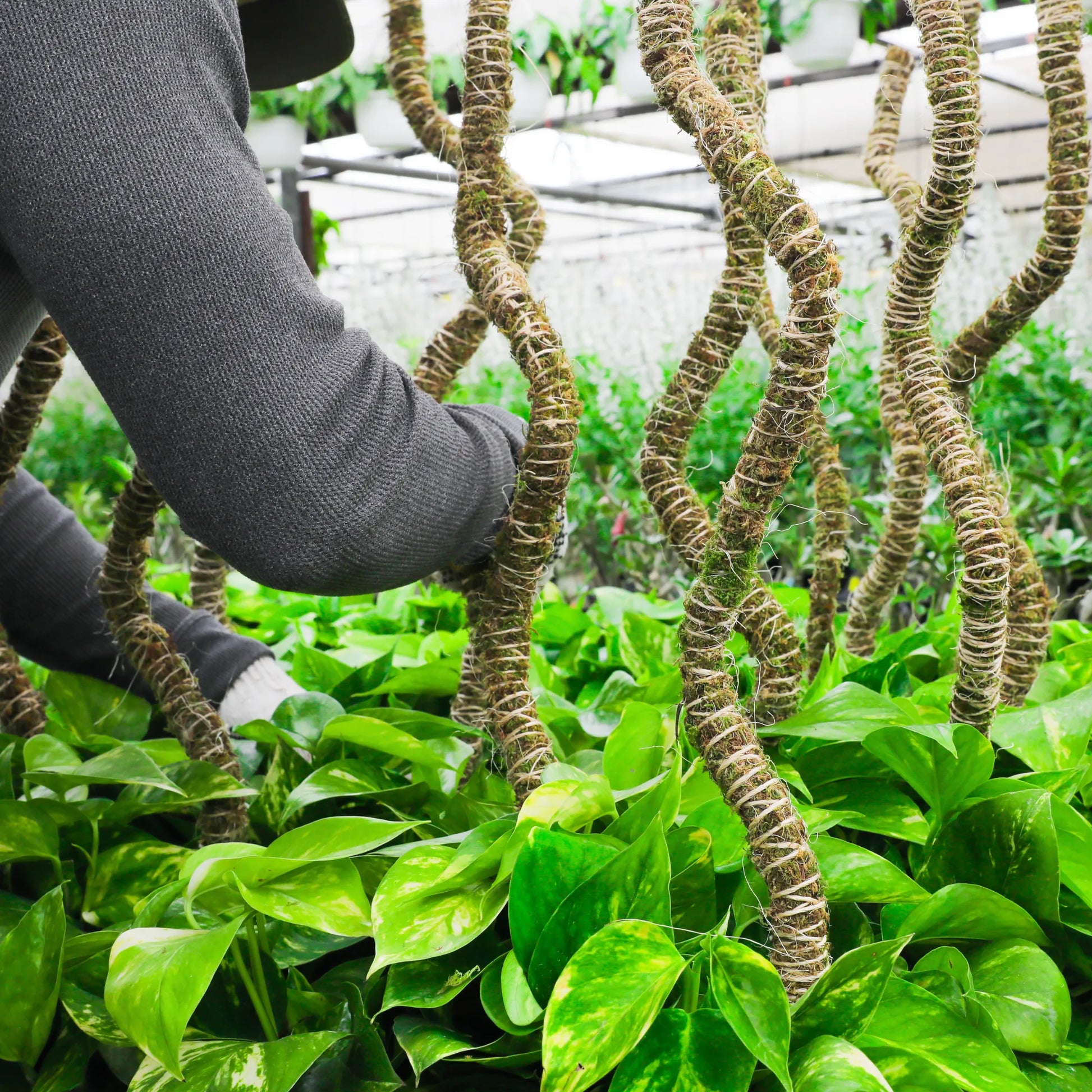 The Bendable Moss Pole™ 𝘛𝘏𝘐𝘕 Mossify Accessories art-noise.myshopify.com the-bendable-moss-pole™-𝘛𝘏𝘐𝘕 The Bendable Moss Pole™ 𝘛𝘏𝘐𝘕 Mossify Accessories art-noise.myshopify.com the-bendable-moss-pole™-𝘛𝘏𝘐𝘕