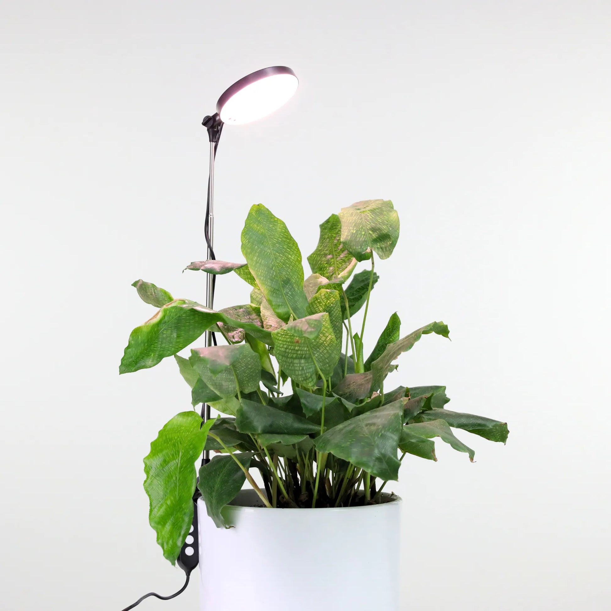 Adjustable LED Plant Light Mossify Accessories art-noise.myshopify.com adjustable-led-plant-light Adjustable LED Plant Light Mossify Accessories art-noise.myshopify.com adjustable-led-plant-light