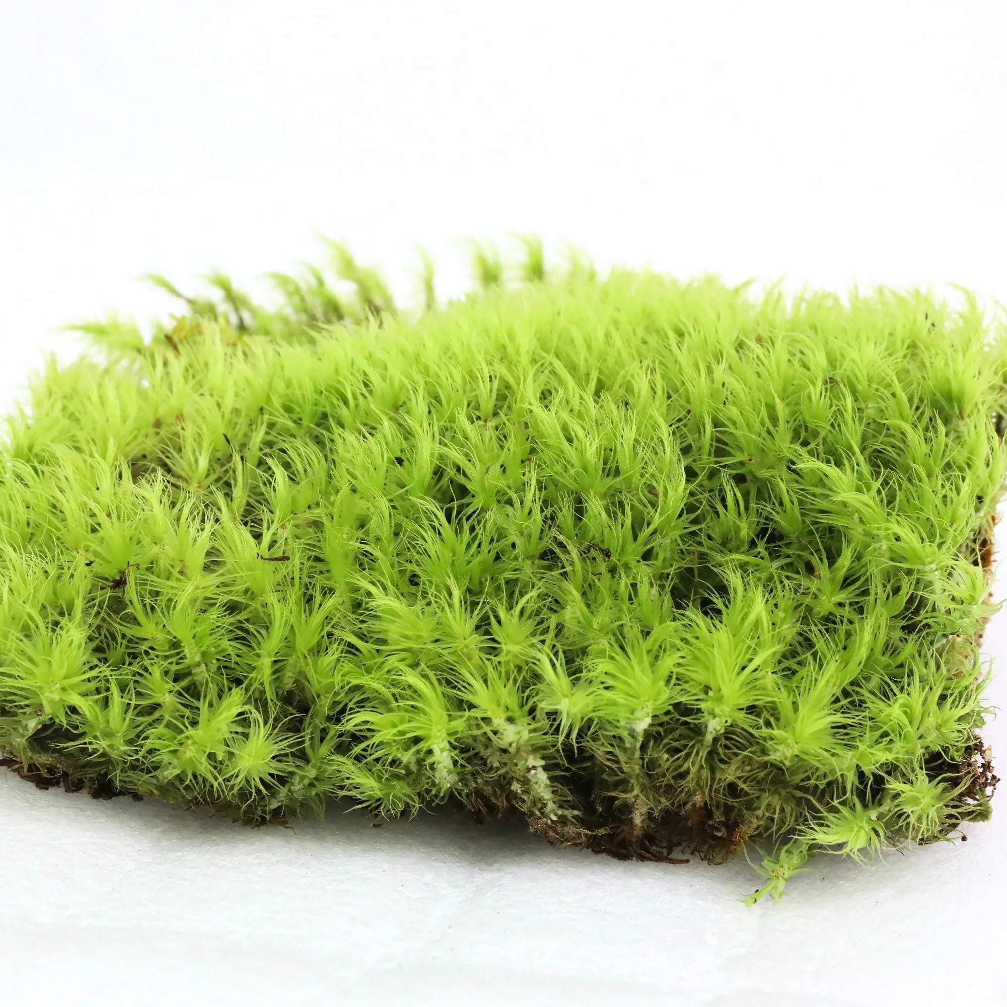 Mood Moss - Revita-Moss (Dicranum) Mossify product_type art-noise.myshopify.com mood-moss-revita-moss-dicranum Mood Moss - Revita-Moss (Dicranum) Mossify  art-noise.myshopify.com mood-moss-revita-moss-dicranum