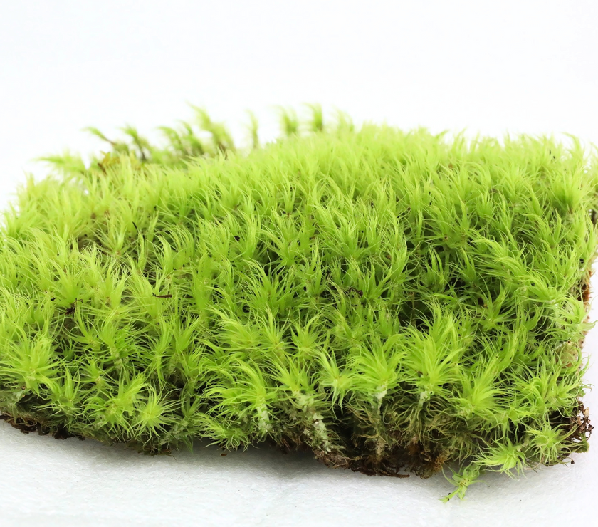 Mood Moss - Revita-Moss (Dicranum)