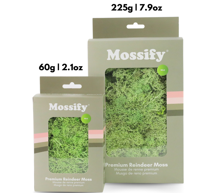 Premium Preserved Reindeer Moss
