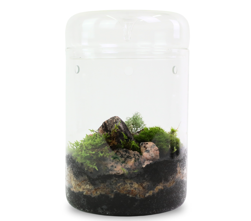 Revita-Moss Mixed Pack