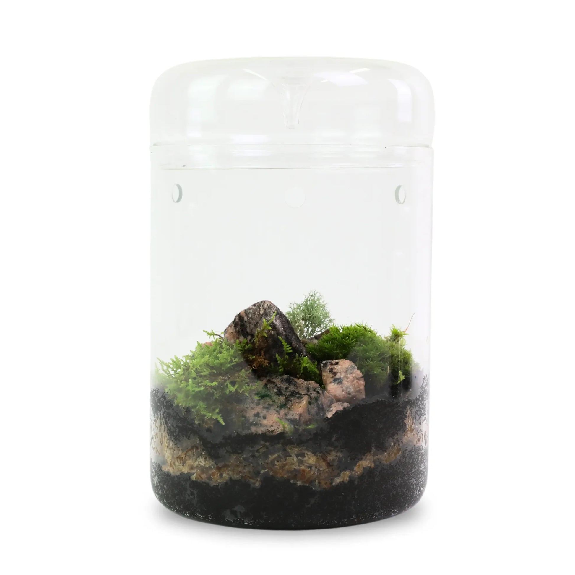 Revita-Moss Mixed Pack Mossify moss art-noise.myshopify.com revita-moss-mixed-pack Revita-Moss Mixed Pack Mossify moss art-noise.myshopify.com revita-moss-mixed-pack