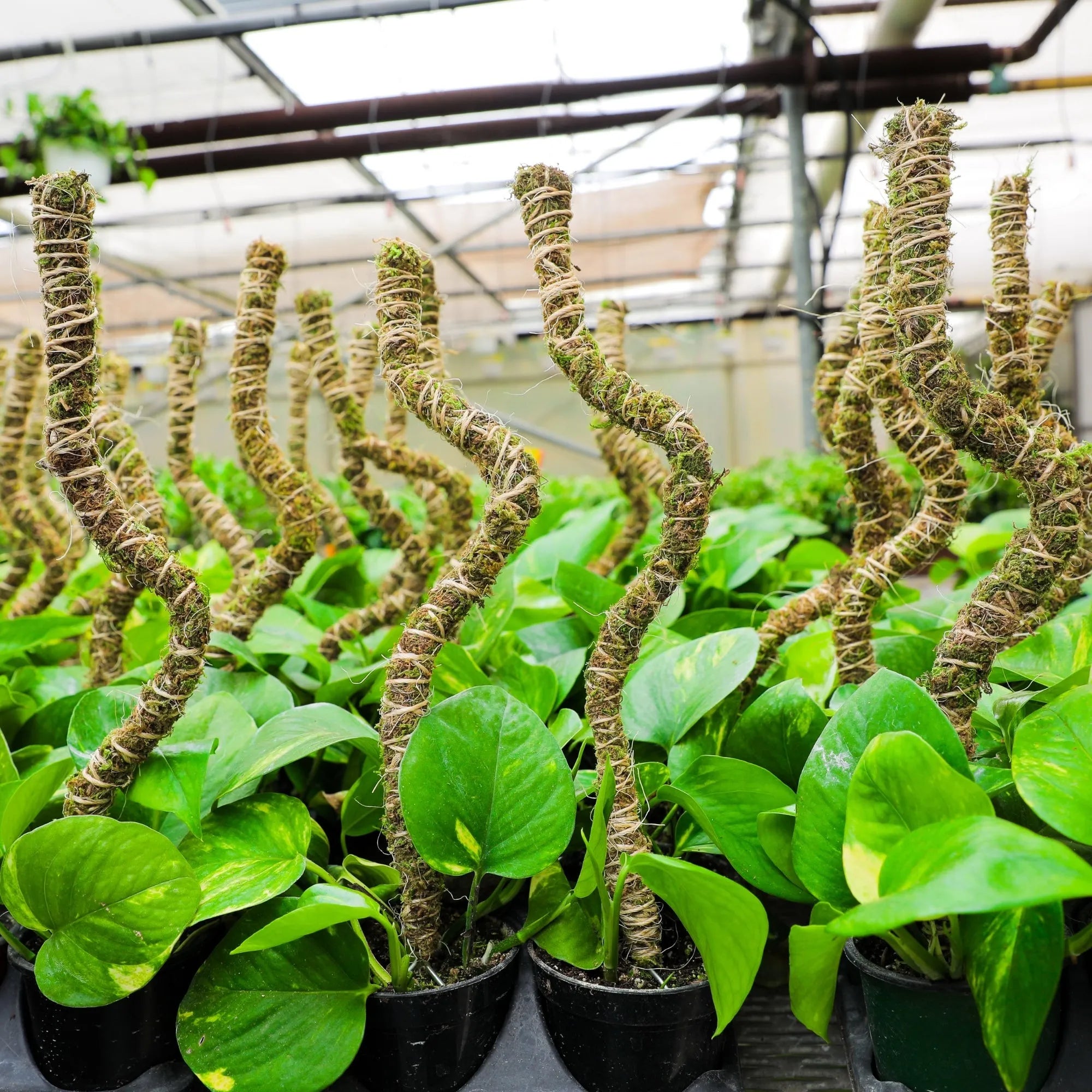 The Bendable Moss Pole™ 𝘛𝘏𝘐𝘕 Mossify Accessories art-noise.myshopify.com the-bendable-moss-pole™-𝘛𝘏𝘐𝘕 The Bendable Moss Pole™ 𝘛𝘏𝘐𝘕 Mossify Accessories art-noise.myshopify.com the-bendable-moss-pole™-𝘛𝘏𝘐𝘕