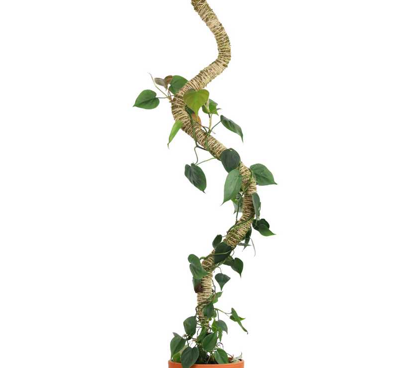 The Original Bendable Moss Pole™ - Best Seller (Pins Included)