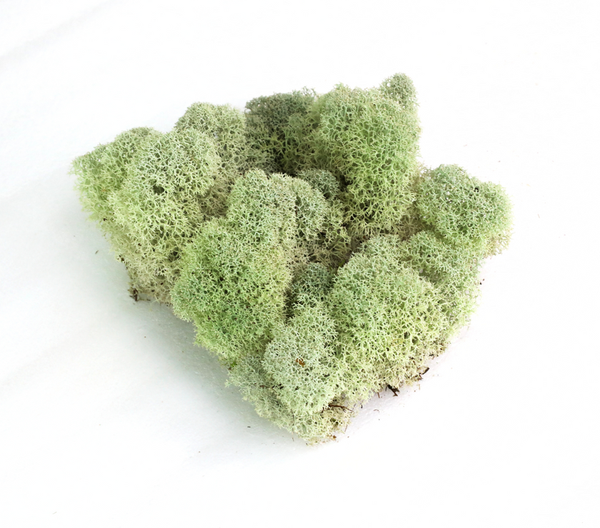 Natural Canadian Reindeer Moss - Revita-Moss