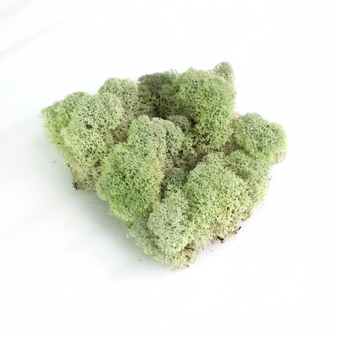 Natural Canadian Reindeer Moss - Revita-Moss