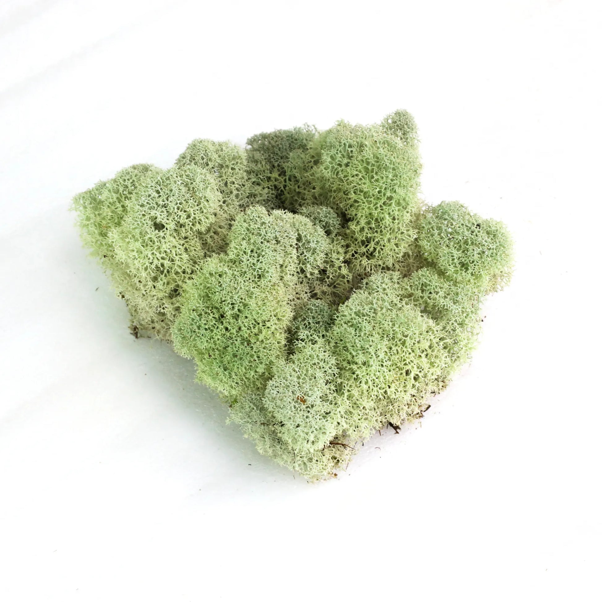 Natural Canadian Reindeer Moss - Revita-Moss Mossify product_type art-noise.myshopify.com natural-canadian-reindeer-moss-revita-moss Natural Canadian Reindeer Moss - Revita-Moss Mossify  art-noise.myshopify.com natural-canadian-reindeer-moss-revita-moss