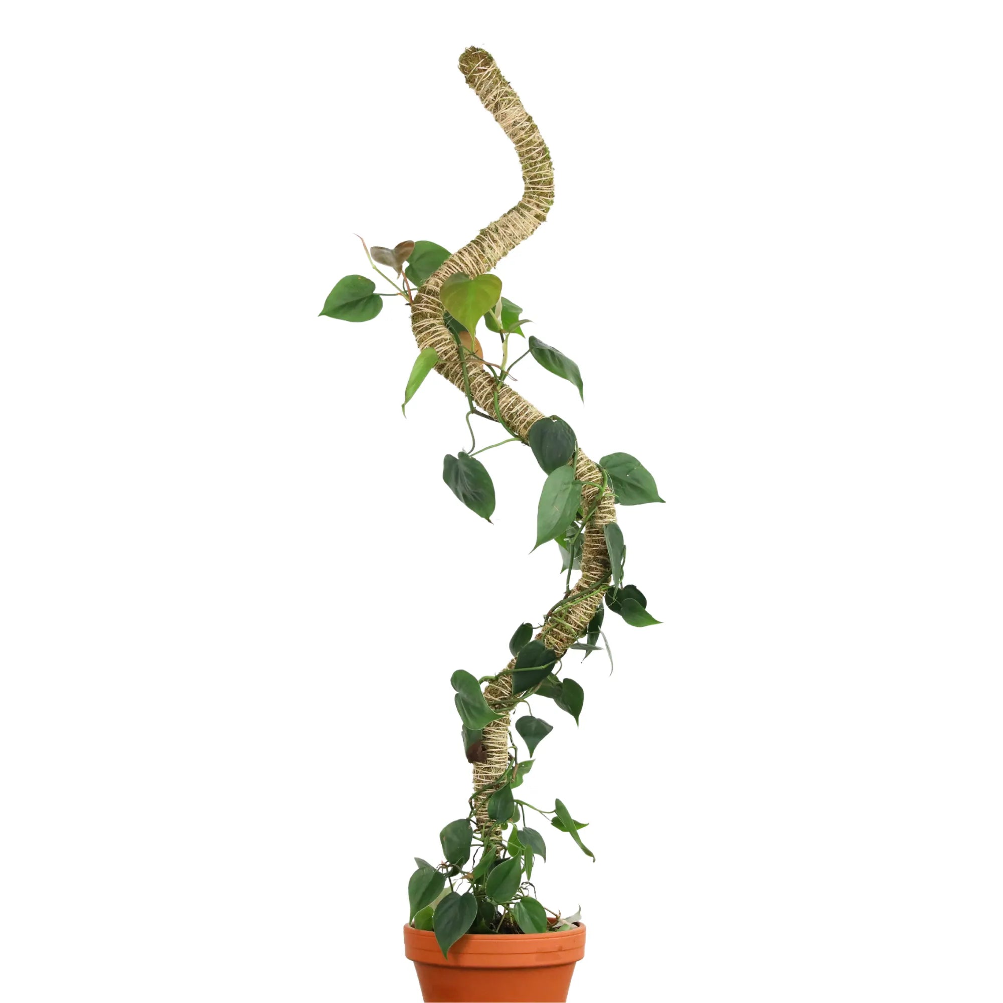 The Original Bendable Moss Pole™ - Best Seller (Pins Included) Mossify Accessories art-noise.myshopify.com the-original-bendable-moss-pole-best-seller-pins-included-1 The Original Bendable Moss Pole™ - Best Seller (Pins Included) Mossify Accessories art-noise.myshopify.com the-original-bendable-moss-pole-best-seller-pins-included-1