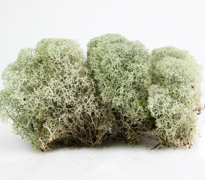 Natural Canadian Reindeer Moss - Revita-Moss