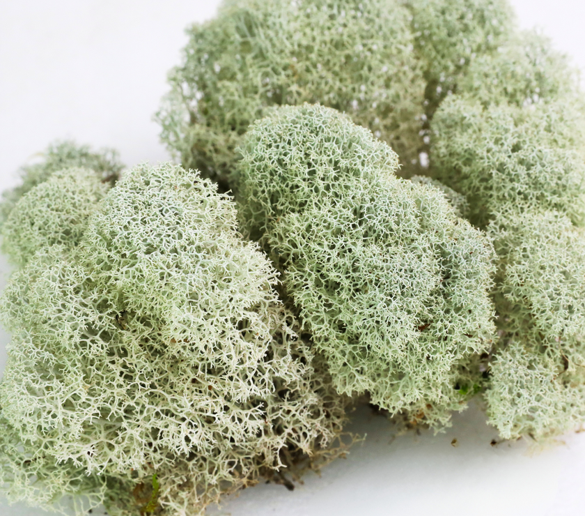 Natural Canadian Reindeer Moss - Revita-Moss