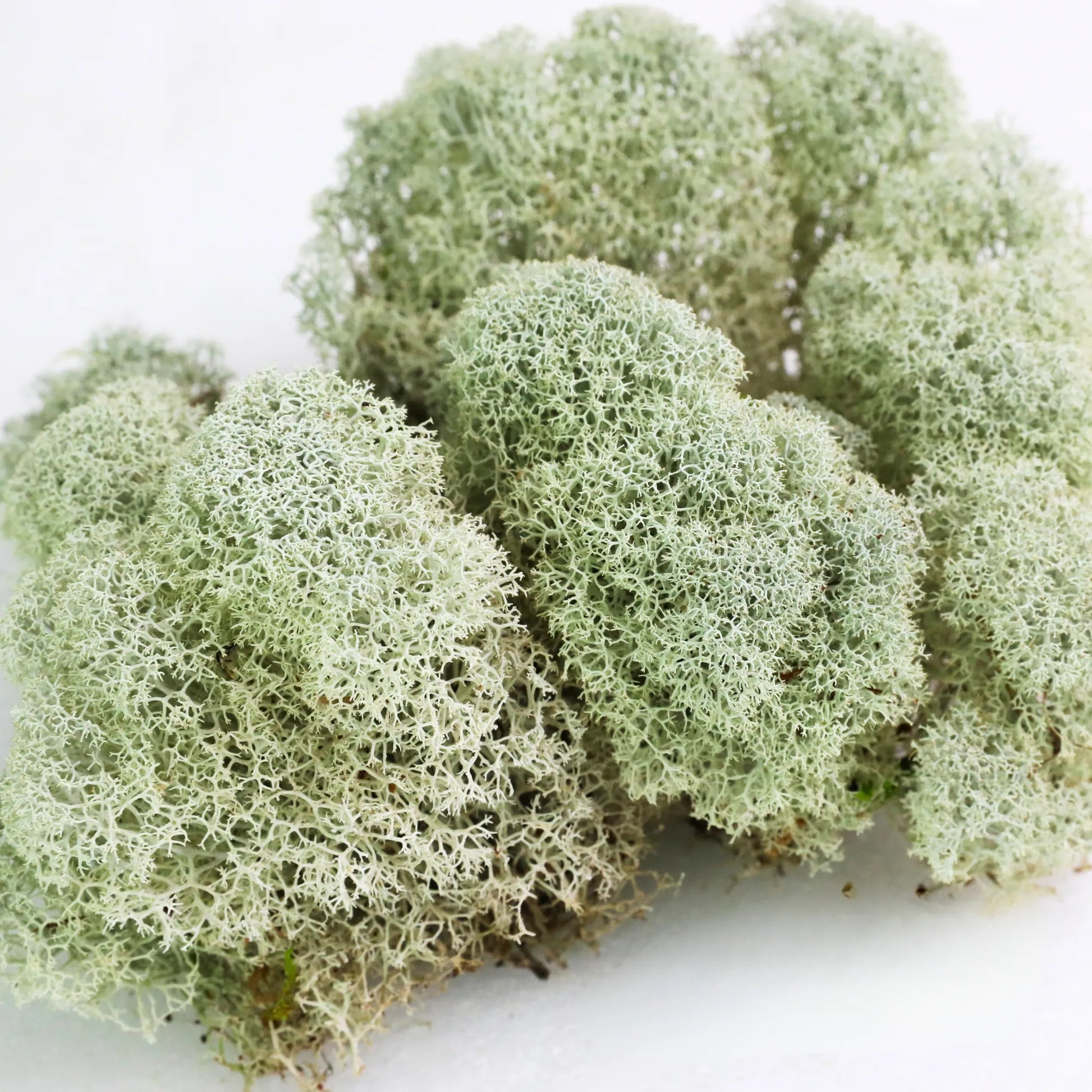 Natural Canadian Reindeer Moss - Revita-Moss Mossify product_type art-noise.myshopify.com natural-canadian-reindeer-moss-revita-moss Natural Canadian Reindeer Moss - Revita-Moss Mossify  art-noise.myshopify.com natural-canadian-reindeer-moss-revita-moss
