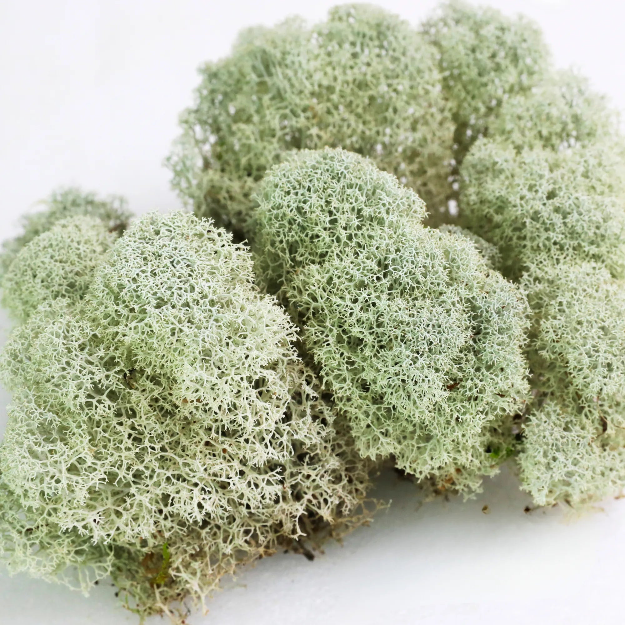 Natural Canadian Reindeer Moss - Revita-Moss Mossify product_type art-noise.myshopify.com natural-canadian-reindeer-moss-revita-moss Natural Canadian Reindeer Moss - Revita-Moss Mossify  art-noise.myshopify.com natural-canadian-reindeer-moss-revita-moss