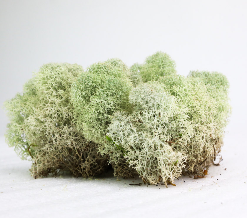 Natural Canadian Reindeer Moss - Revita-Moss