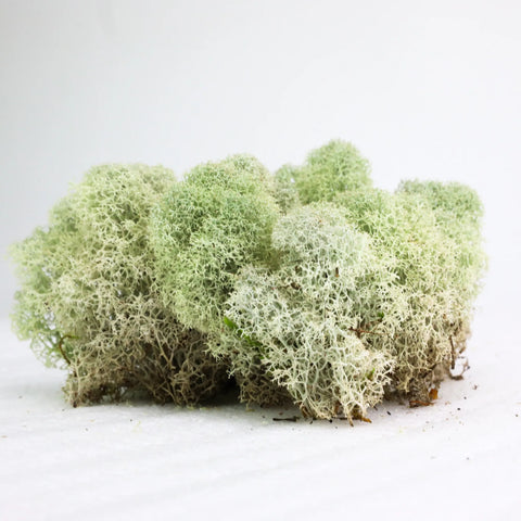 Natural Canadian Reindeer Moss - Revita-Moss Mossify product_type art-noise.myshopify.com natural-canadian-reindeer-moss-revita-moss Natural Canadian Reindeer Moss - Revita-Moss Mossify  art-noise.myshopify.com natural-canadian-reindeer-moss-revita-moss
