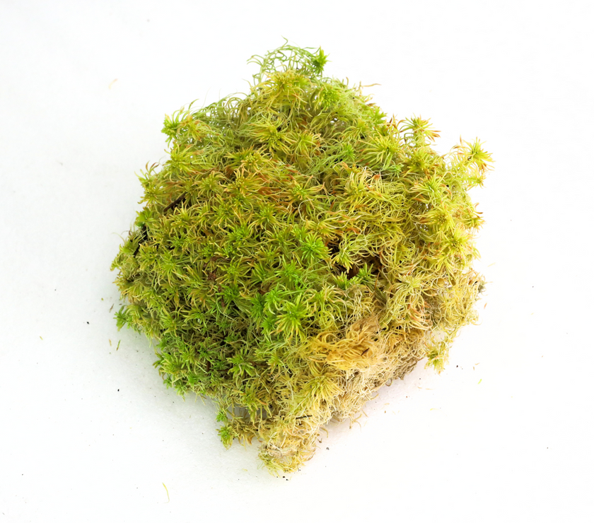 Natural Canadian Sphagnum Moss - Revita-Moss