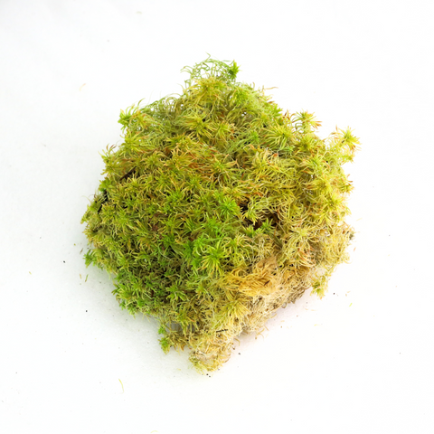 Natural Canadian Sphagnum Moss - Revita-Moss