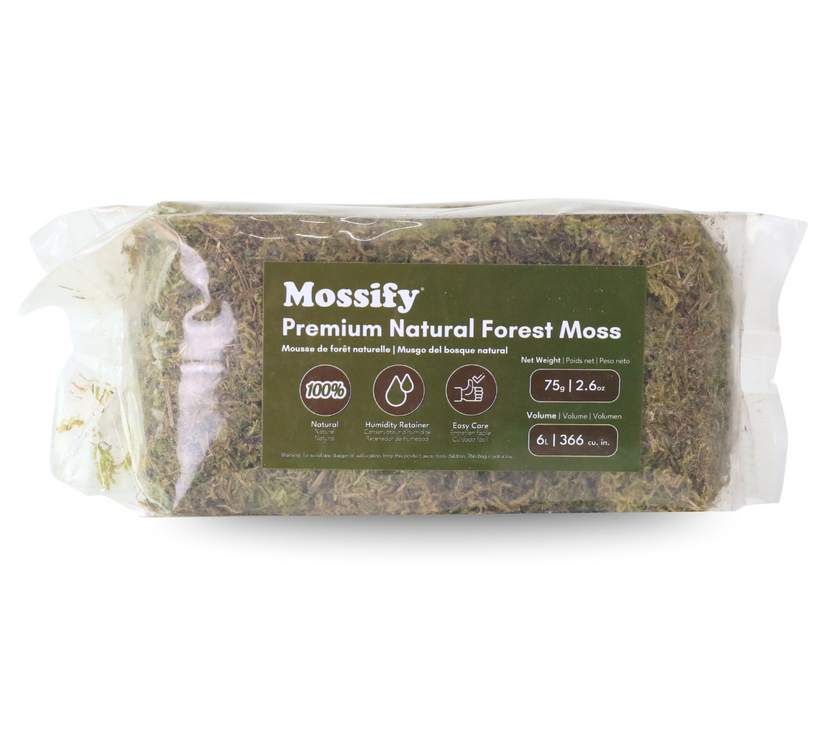 Premium Natural Forest Moss