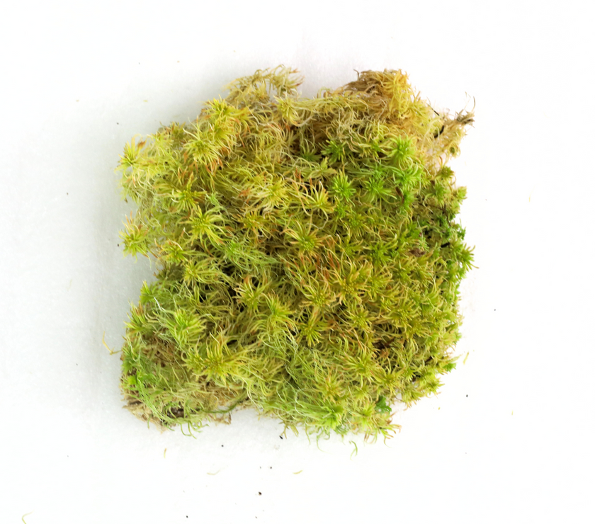 Natural Canadian Sphagnum Moss - Revita-Moss